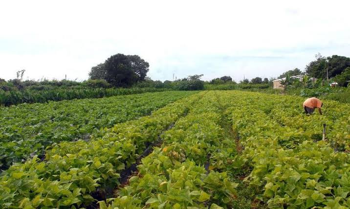 CMN eleva limite de crédito para associados de cooperativas rurais