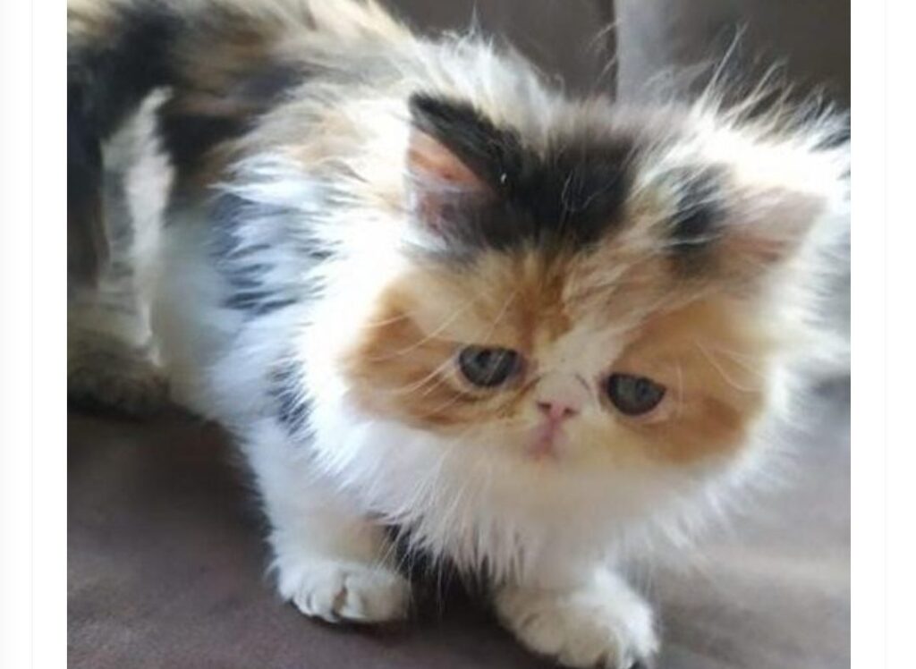 Filhote de gato é negociado em dinheiro vivo com notas falsas em São Mateus do Sul