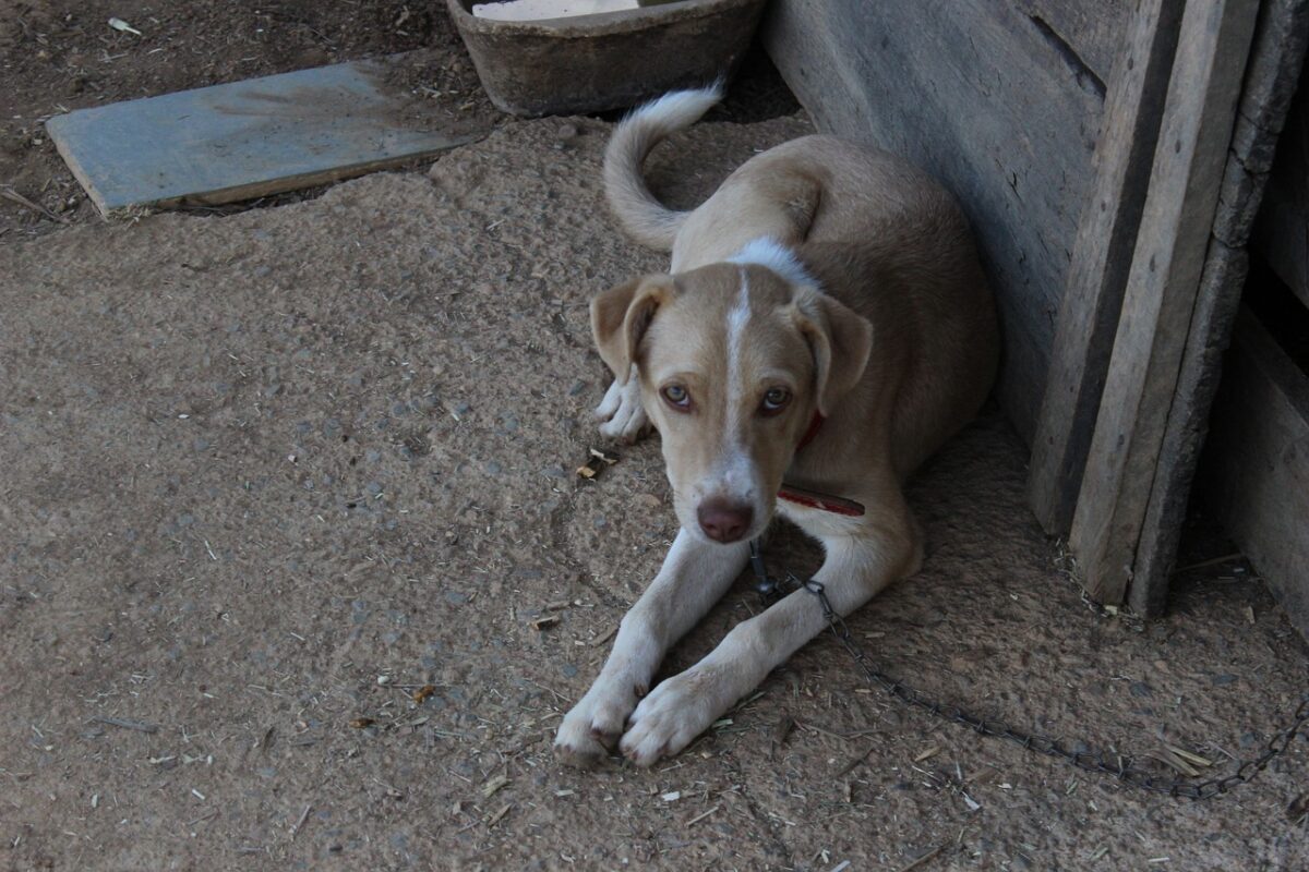 Prática de maus tratos a animais é registrada em Paula Freitas