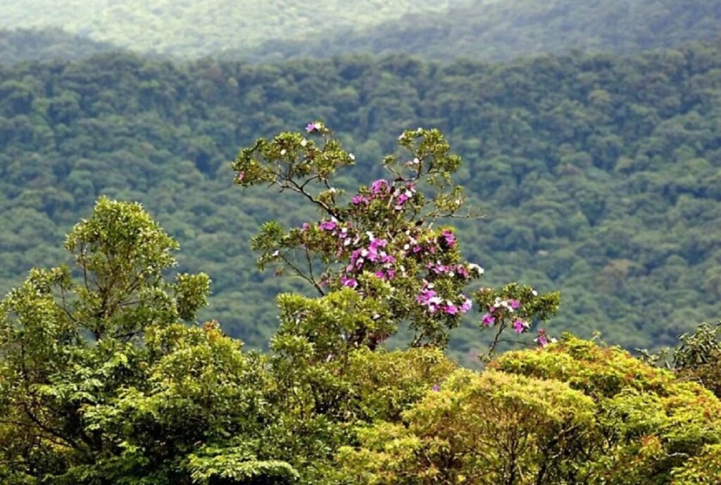 Paraná é destaque na preservação ambiental; Brasil no cenário mundial