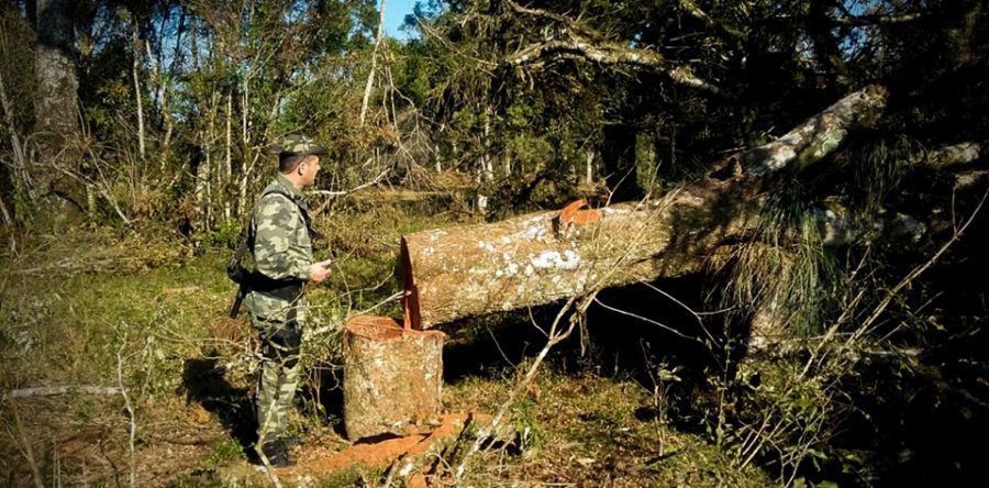 Polícia Ambiental flagra desmatamento de cerca de 73 hectares em Canoinhas