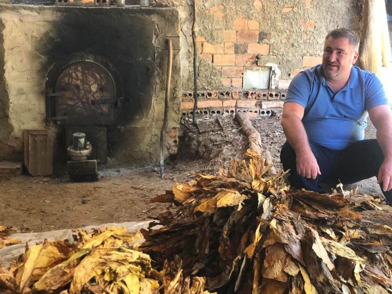 Rio Grande do Sul aprova projeto para classificação de fumo na propriedade, similar ao proposto por Bacil no PR