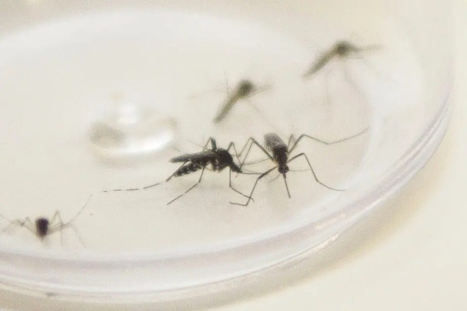 Brasil bate 1 milhão de casos de dengue em dois meses; 214 pessoas morreram