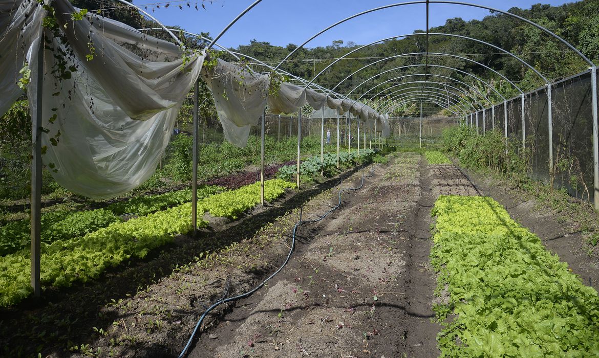 Instrução normativa prevê boas práticas para produção de folhosas