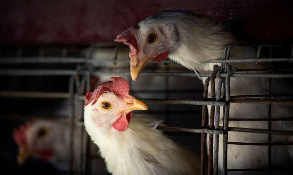 Gripe aviária leva Brasil a decretar emergência zoossanitária