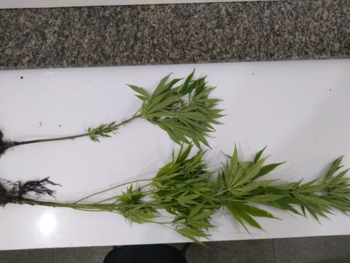 A bicicleta, o indivíduo, o menor e os pés de maconha