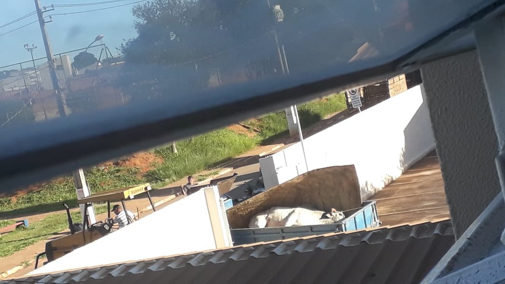 Mais de dez crianças são socorridas após boi invadir escola em SP