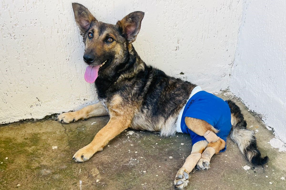 Cão Gabrielzinho: uma história de amor, acolhimento, superação e esperança