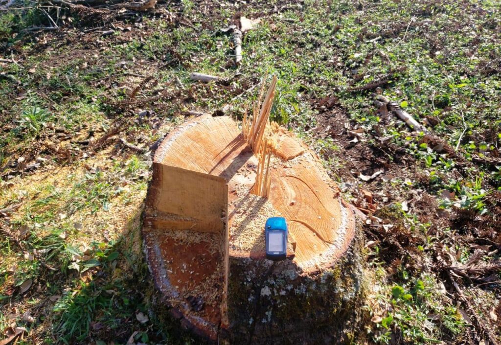Homem é multado em mais de 14 mil, pelo corte de 8 pinheiros araucária em Imbituva