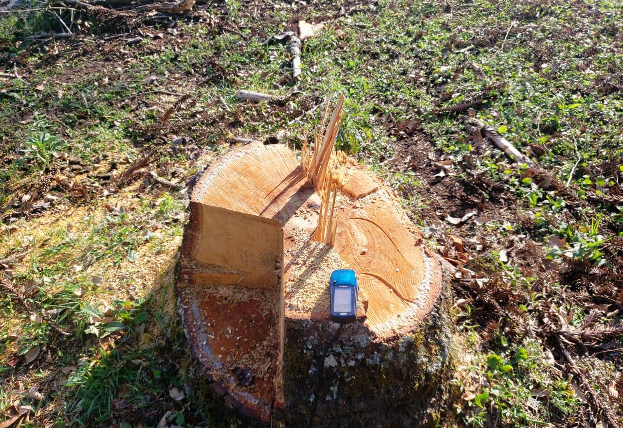 Homem é multado em mais de 14 mil, pelo corte de 8 pinheiros araucária em Imbituva