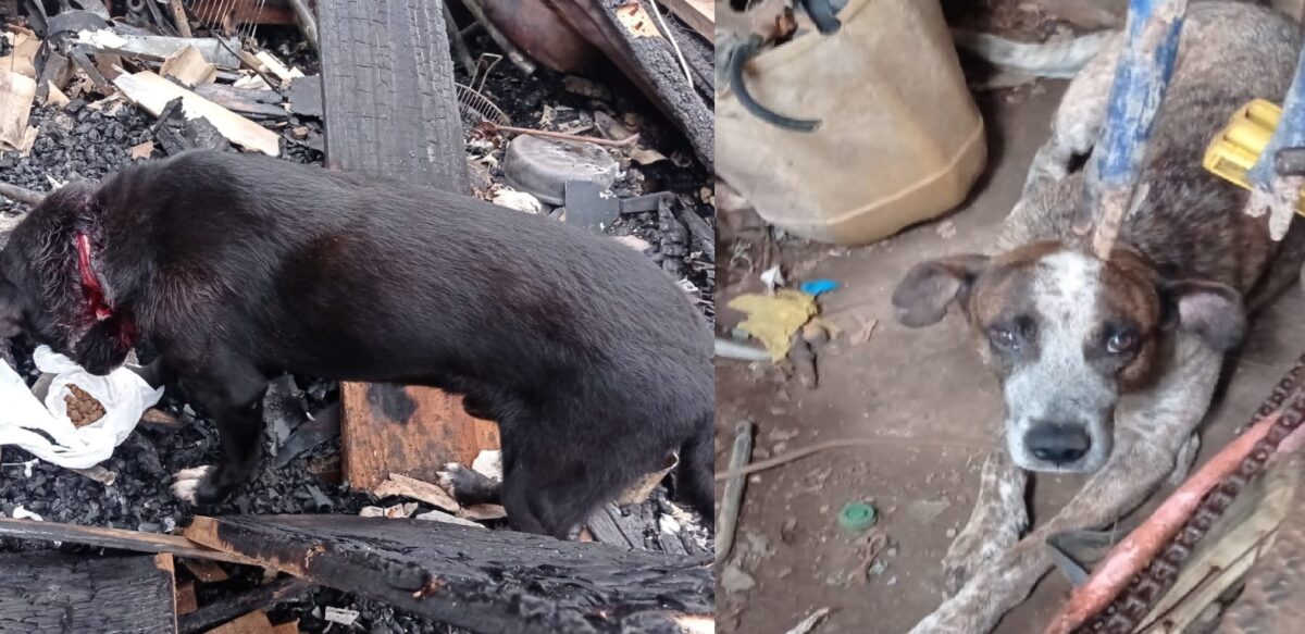 Incêndio destrói residência: vizinhos pedem ajuda para animais desabrigados