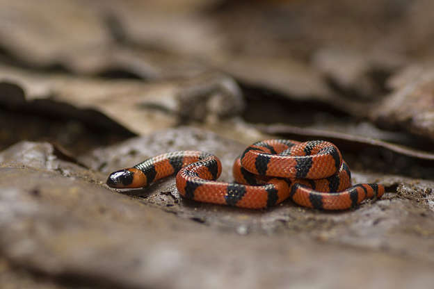 Cobra mais venenosa do Brasil ataca criança em Santa Catarina
