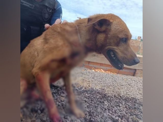 Homem é preso por esfaquear cachorro e tentar enterrar ele vivo no Paraná