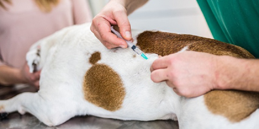 Caso de envenenamento de animais é denunciado em Antônio Olinto