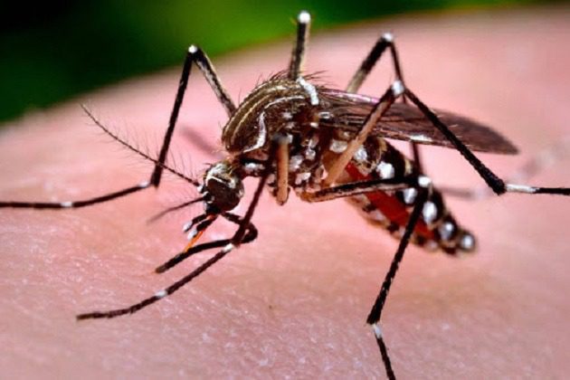 Novo período sazonal da dengue inicia com 188 casos e nenhum óbito no PR