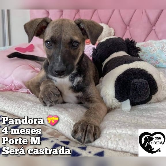 Número de animais abandonados triplicou na pandemia