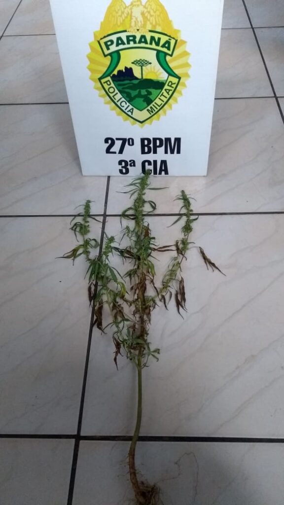 Pé de maconha é localizado pela PM em São Mateus do Sul