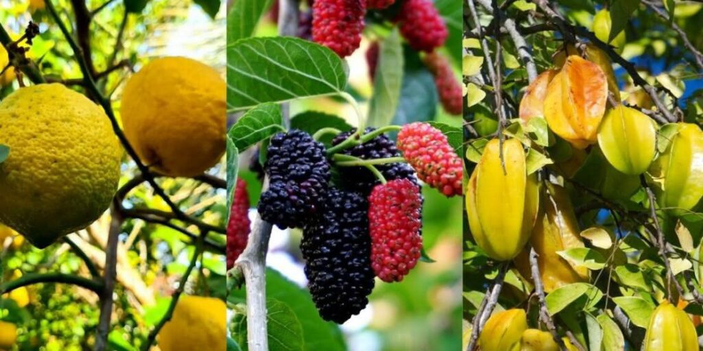 Evento: Três Barras terá feira de árvores frutíferas, plantas ornamentais e flores