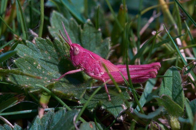 Aposentado encontra e fotografa um raro gafanhoto rosa em seu jardim