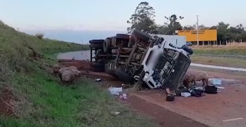 Caminhão carregado com porcos tomba e animais ficam espalhados em rodovia do Paraná