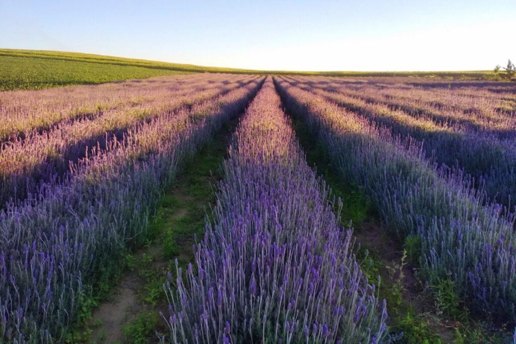 Governo do Paraná cria Rota da Lavanda e beneficia cinco cidades