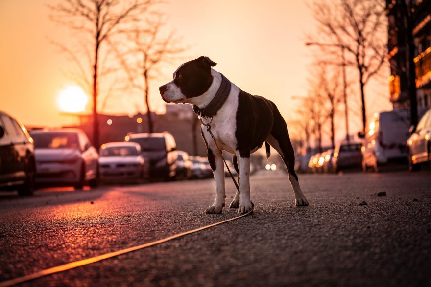 Pedestre morre atacado por pitbull após portão de casa abrir com ventania e cachorro escapar