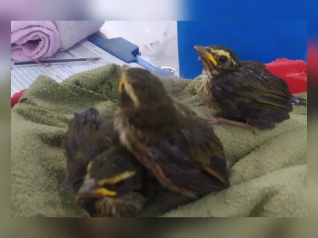 Polícia Militar flagra indivíduos capturando aves nativas em Candói