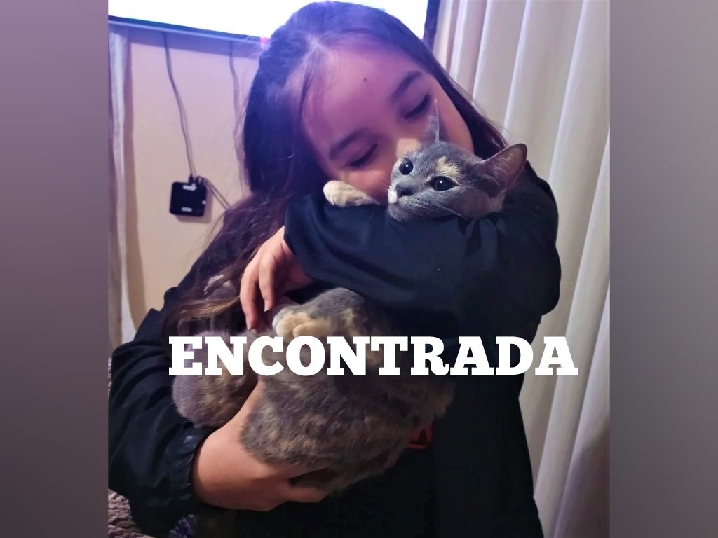 Gatinha Luna que estava perdida é encontrada e devolvida à família são-mateuense
