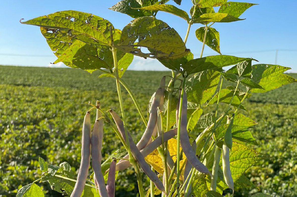 Paraná deve ampliar produção de trigo em 1/3; safra de feijão também deve ser maior