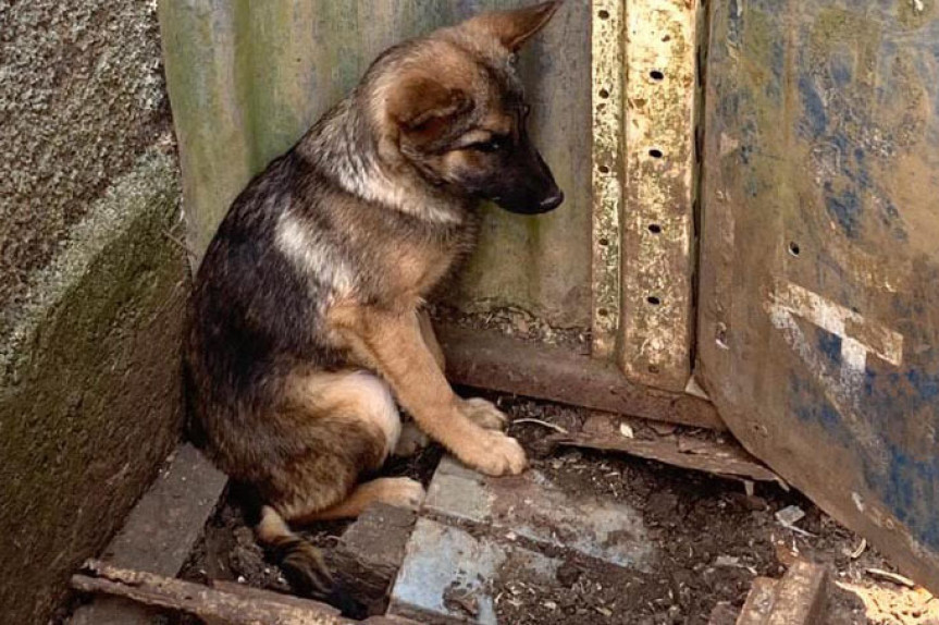 No Paraná, polícia prende homem em flagrante por maus-tratos a cachorros