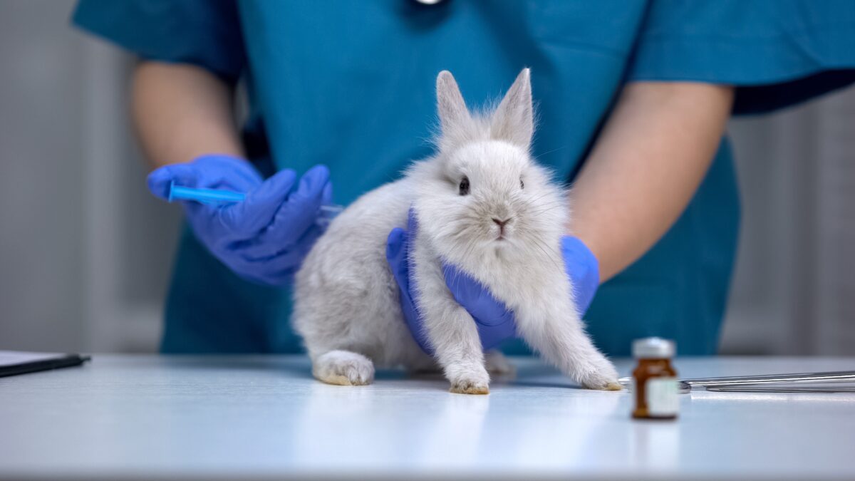 Senado aprova proibição de uso de animais em testes para cosméticos