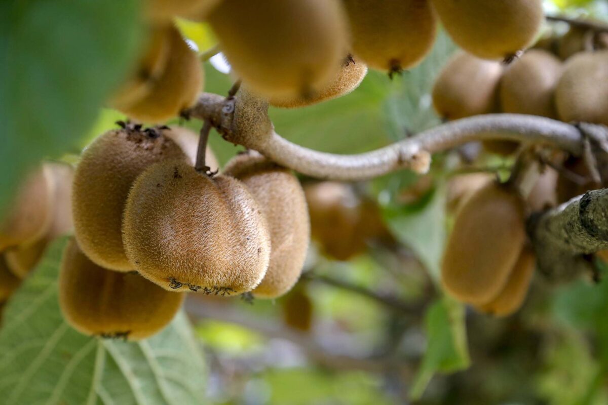 Preços de frutas de época têm queda de preço no Paraná de até 30%