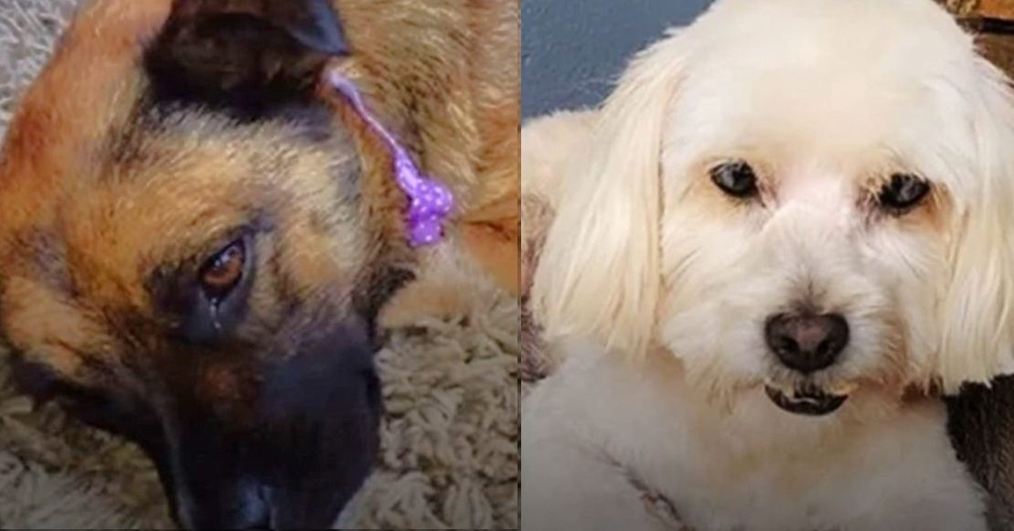 Cães de estimação morrem após serem esquecidos em carro de pet shop