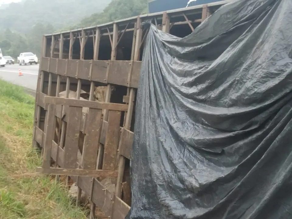 Caminhão carregado com bois tomba e provoca lentidão na BR-277, em Campo Largo