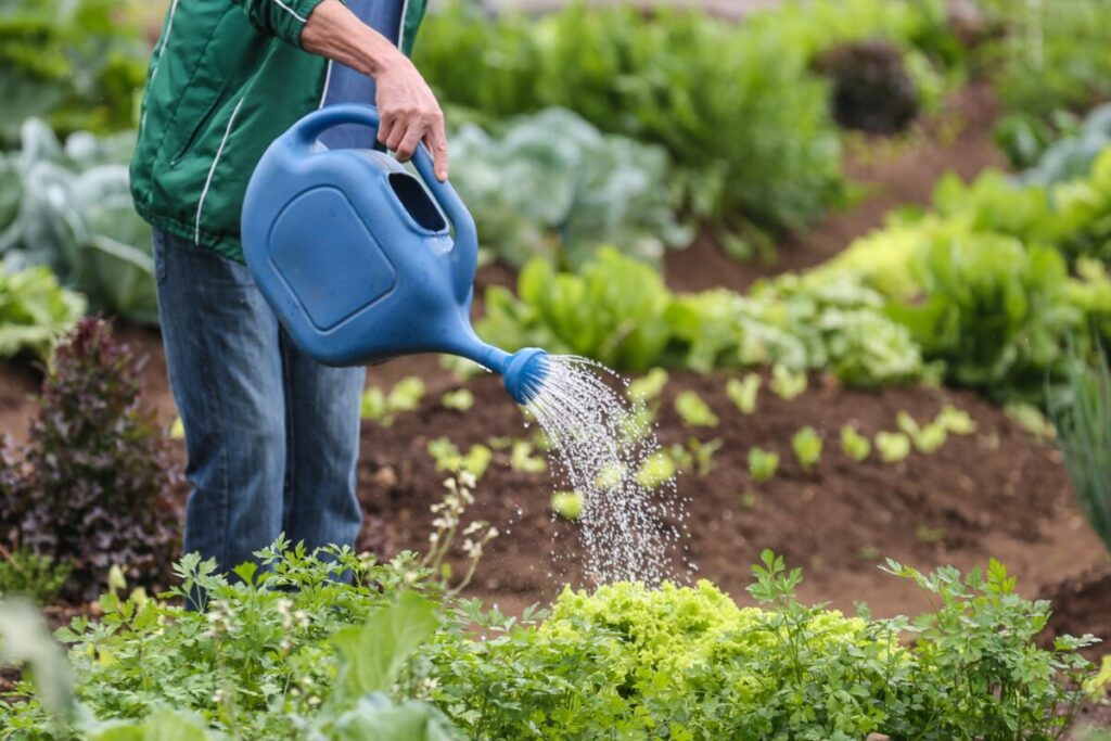 Produtores de orgânicos do Paraná serão premiados por boas práticas no campo