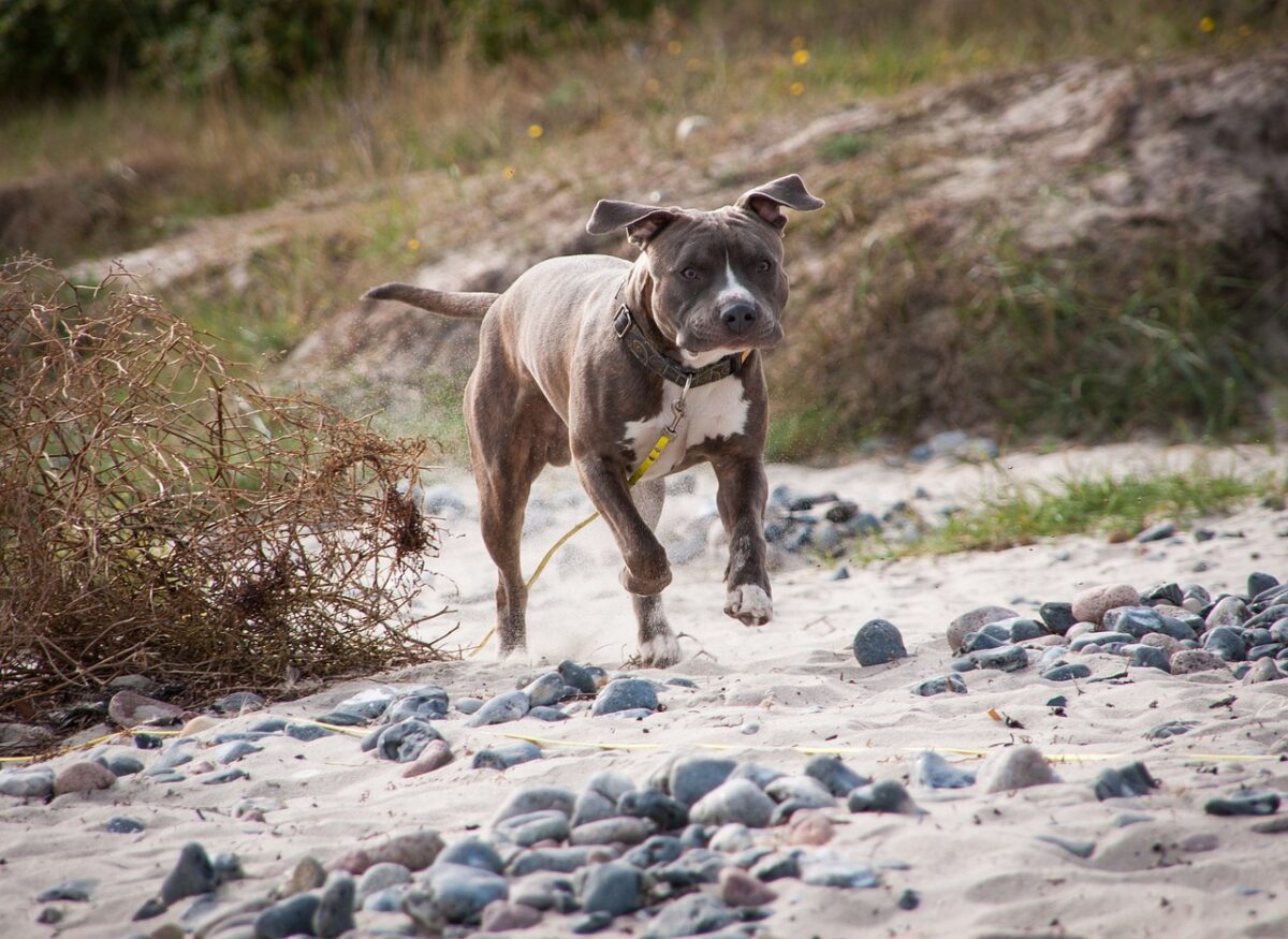 Três pitbulls atacam dois cachorros e matam um deles em São Mateus do Sul