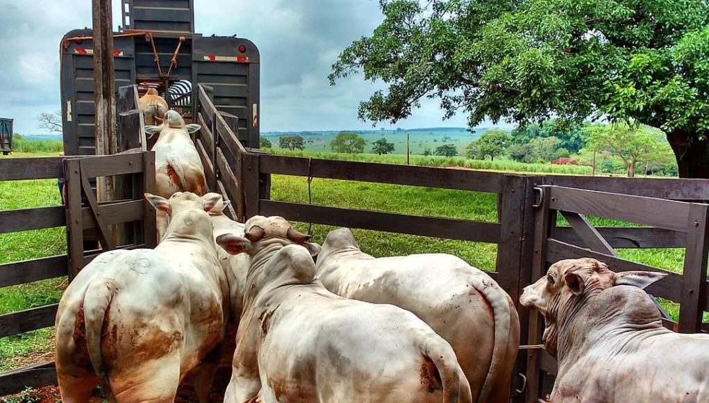 Contrabando de gado na fronteira com a Argentina coloca em risco exportação de carne pelo Paraná