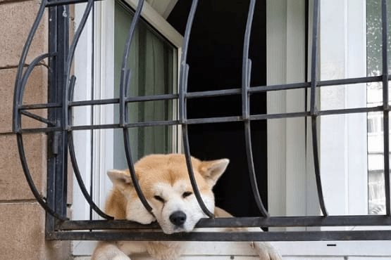 Mulher é condenada por maus-tratos que levaram à morte de cão em Porto União