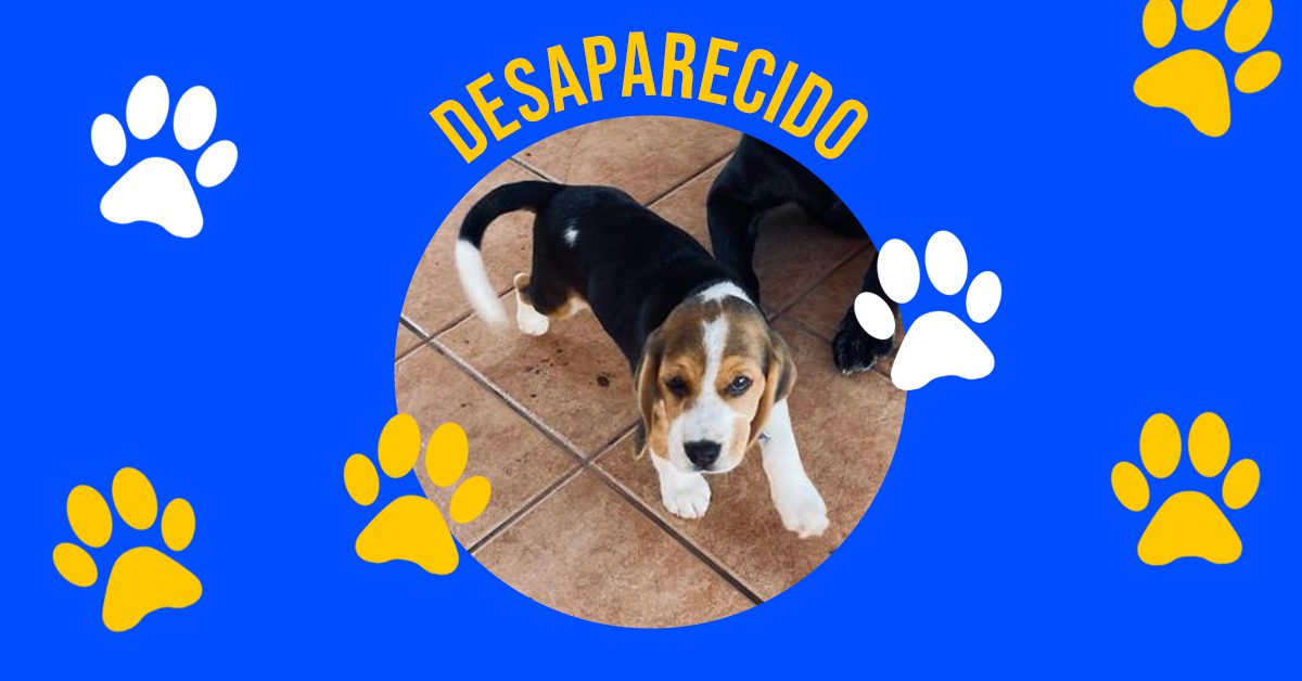  Família são-mateuense procura por cãozinho desaparecido e oferece gratificação