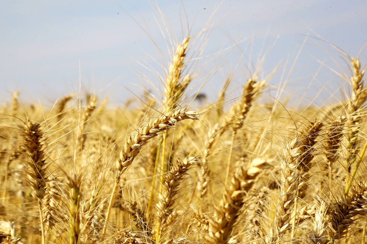 No Paraná, trigo chega à reta final da colheita com preços em alta