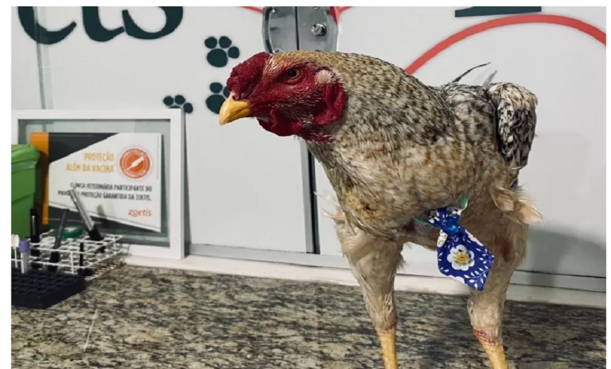 Família paranaense leva galo para tomar banho em pet shop: ‘Alegria da casa’