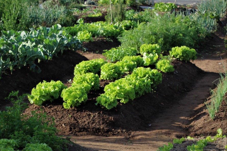 Cartilha Horta como Hobby II é lançada no Paraná motivando o cultivo da horta em casa