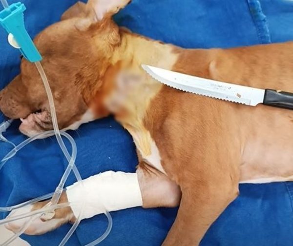 Cachorra engole faca de 21 centímetros e tutor descobre em exame, no Paraná