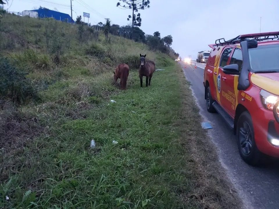 Motorista de aplicativo fica ferido após atropelar e matar cavalo na BR-277