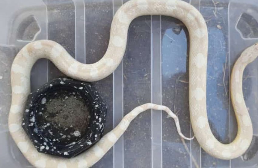 Cobra exótica é encontrada na rua em cidade do Paraná