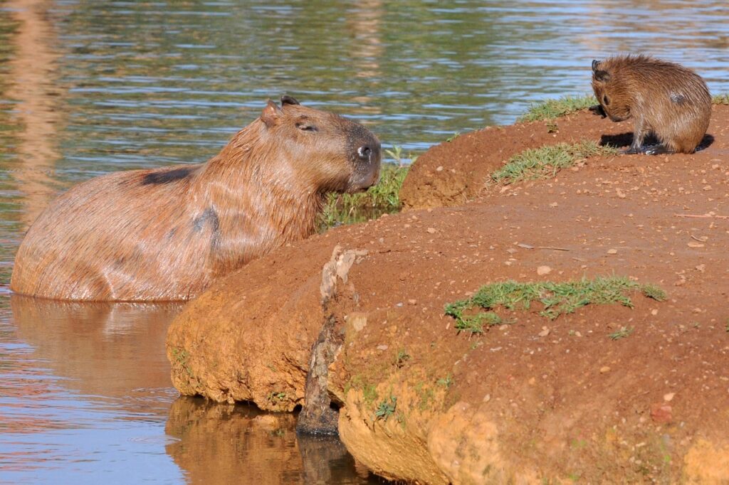 Após ataque no Barigui, Prefeitura de Curitiba alerta sobre cuidados com capivaras