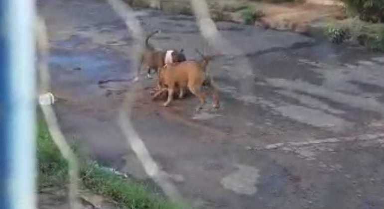 Pitbull escapa e ataca cachorros do vizinho matando um na hora em União da Vitória