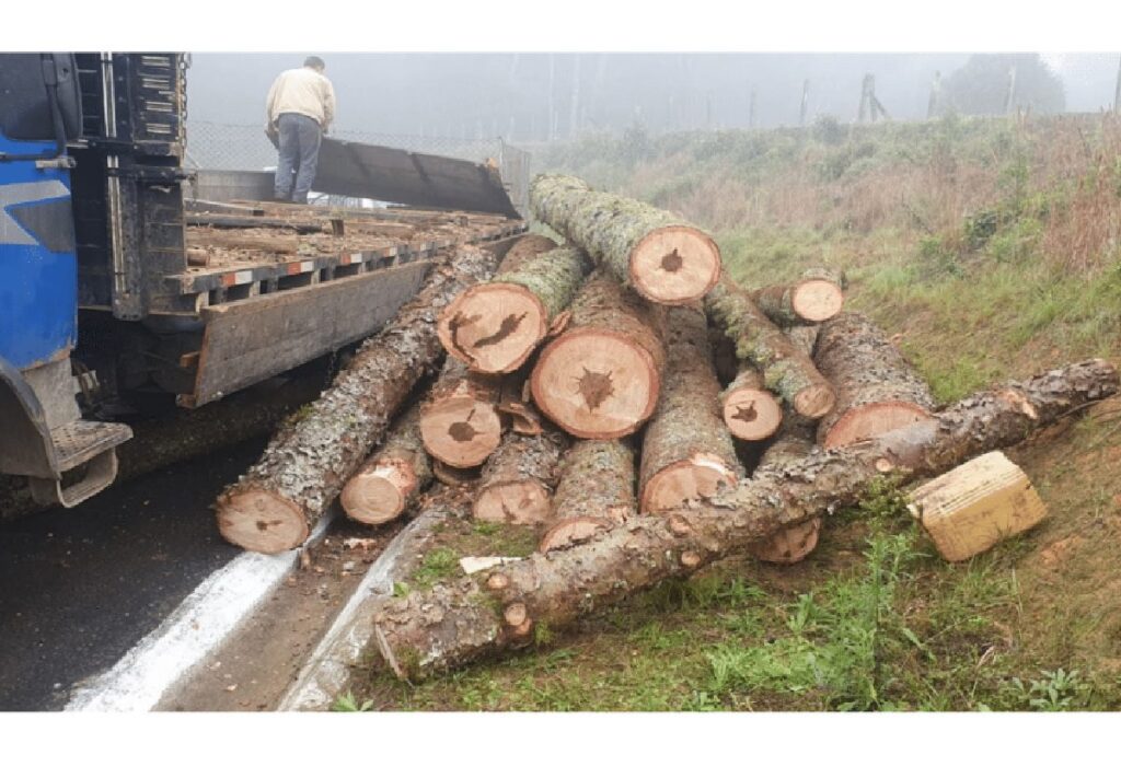 Caminhão com toras de Pinheiro é apreendido no Paiol Grande, em São Mateus do Sul