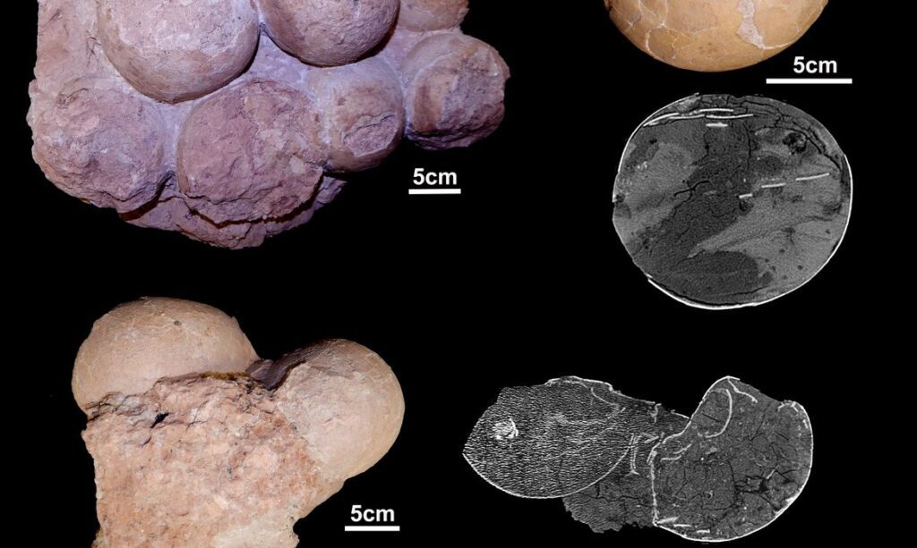 Fósseis brasileiros ajudam a entender como viviam os dinossauros