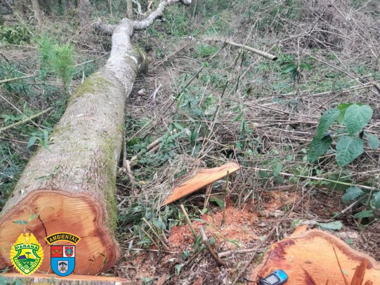 Proprietário é autuado em R$ 367.500,00 por destruir vegetação nativa em Imbituva